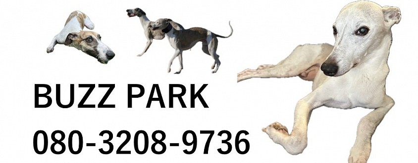 BUZZ PARK